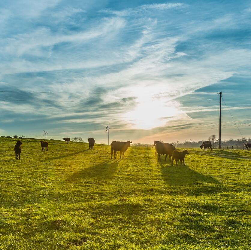 solar panels for farms